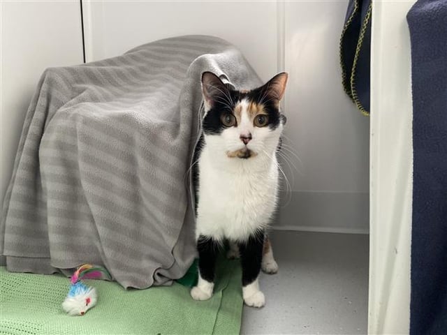 Barley is a domestic short hair cat. She is four years old and was admitted in March 2022.