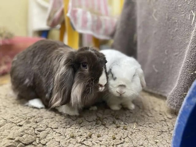 Loki and Marshmallow are both lion head rabbits. Male Loki is four years and 10 months old, while female Marshmallow is eight years and two months. Both are neutered. The pair are bonded so will need to be re-homed together.