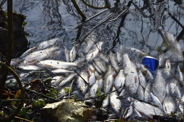 Thousands of dead and dying fish near Goldie Meadows at Nene Park.