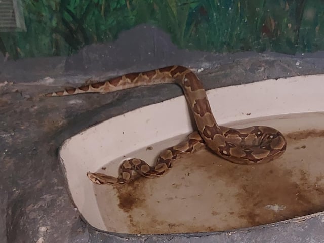 Saskia the boa