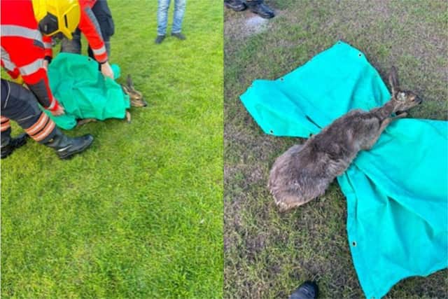 Crews rescued a deer from a ditch in Wisbech St Mary.