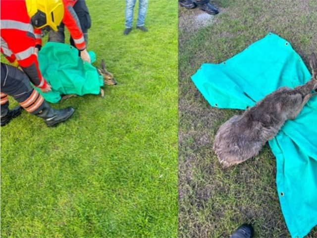 Crews rescued a deer from a ditch in Wisbech St Mary.