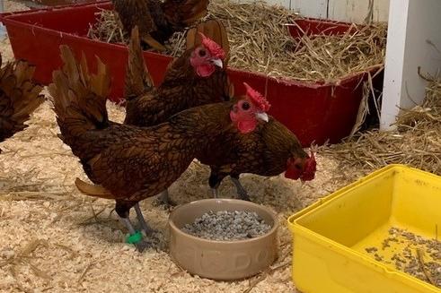 Morado, Verde and Rojo are one-year-and-one-month-old male sebright chickens. They were admitted June 2021.