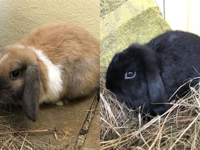 Dwarf lop