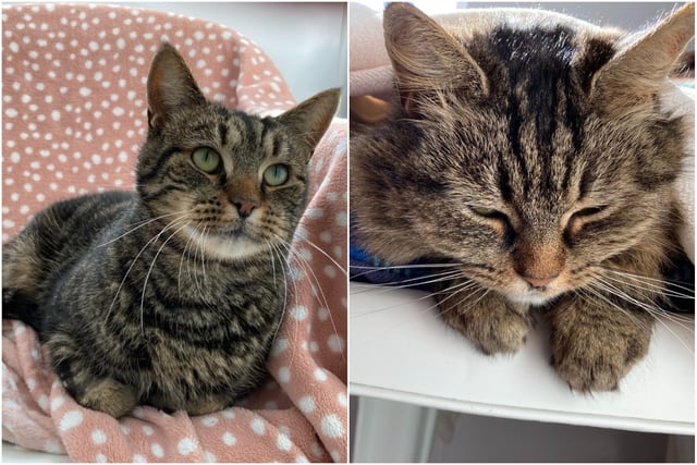 Tilly (female) and Tiger (male) Tilly (F) & Tiger (M) are domestic short hair cats. They are nine years old and were admitted in March 2022.