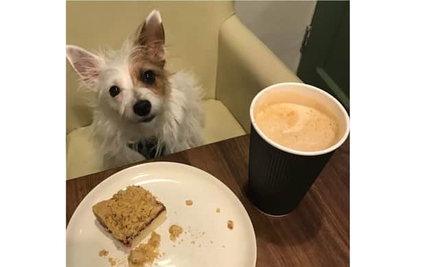 Graham McMillan's Jack Russell-Yorkie cross Maisie enjoys the finer things in Peterborough