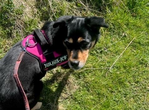 Bethany is a five-year-old Crossbreed. She was admitted March 2022.