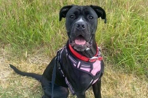 Belle is a giant one-year-old female cane corso.