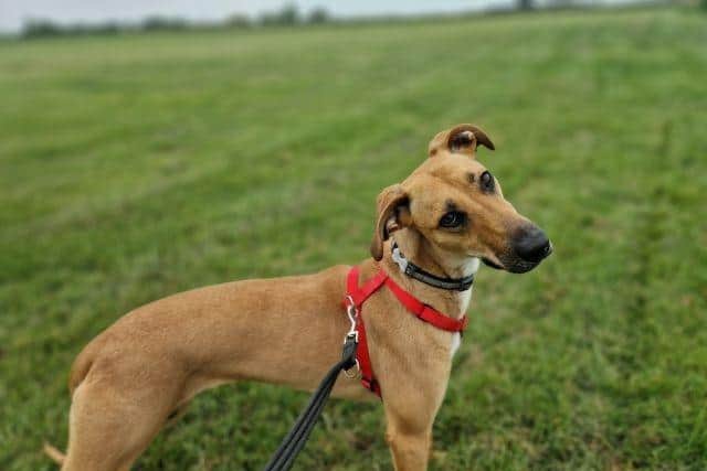 Sarah the lurcher is looking for a new home