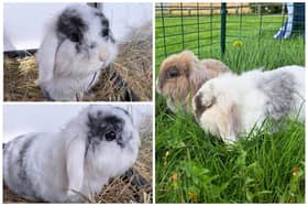 Three rabbits that were found abandoned outside the gates of the RSPCA Centre in Wimblington, March. These two have been named Melanie and Miffy by staff. The third, named Speedy, is not in the picture.
