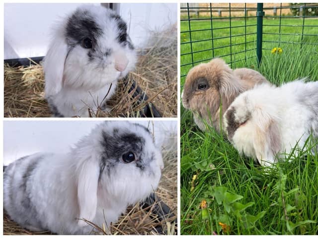 Three rabbits that were found abandoned outside the gates of the RSPCA Centre in Wimblington, March. These two have been named Melanie and Miffy by staff. The third, named Speedy, is not in the picture.