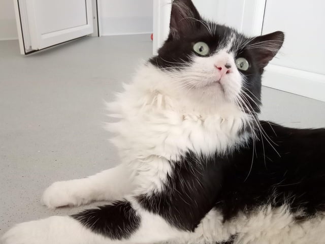 Domestic Short Hair