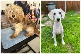 (Pictured left) A poodle-spaniel-cross was found in Manea with matted fur before being shaved and given medical attention, looking like a totally different dog (right).