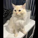 Peterborough cat Kodi is now 'feline fine'.