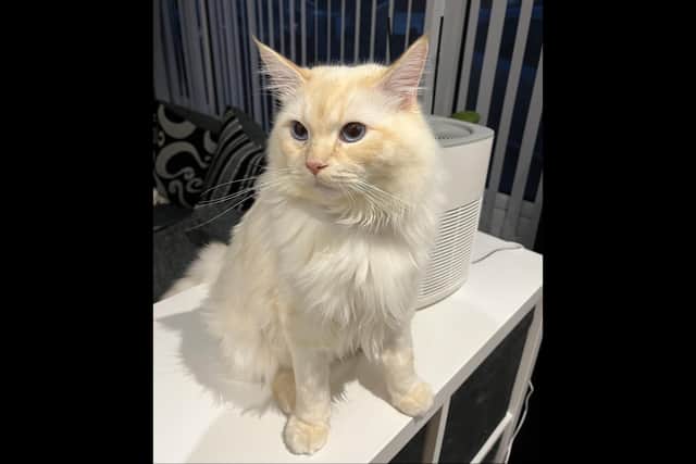 Peterborough cat Kodi is now 'feline fine'.