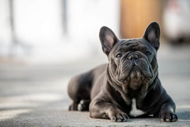 A French bulldog puppy was stolen