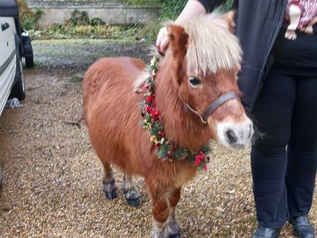 Harry the therapy pony will support patients and families at the hospice
