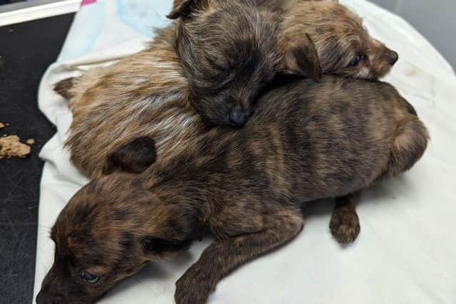 Seven-week old pups Squirrel, Mole, and Shrew were found abandoned in Henshaw.