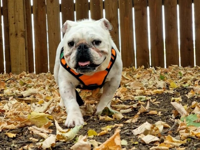Bulldog