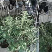 The cannabis grower was found by police hiding in the loft among the plants (image: Cambridgeshire Police).