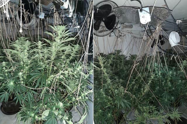 The cannabis grower was found by police hiding in the loft among the plants (image: Cambridgeshire Police).
