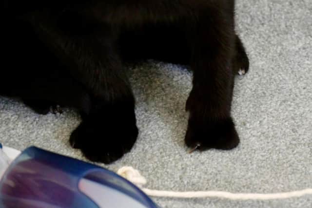 “Elijah may look quirky but he hasn’t let this affect him,” explained Alice Warner, Cats Protection’s regional welfare advisor: “he loves to play and explore.”