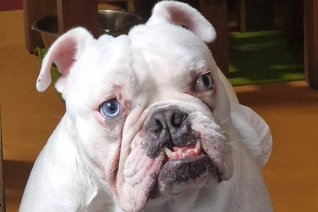 Severe mistreatment and persistent cruelty have resulted in two-and-a-half year-old white bulldog having a number of medical concerns, including faecal incontinence and recurrent urine infections.