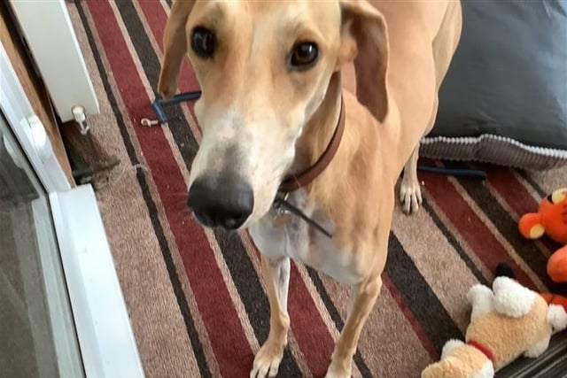 Ralph is a two-year-old Lurcher. He was admitted March 2022.