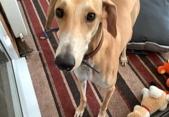 Ralph is a two-year-old Lurcher. He was admitted March 2022.