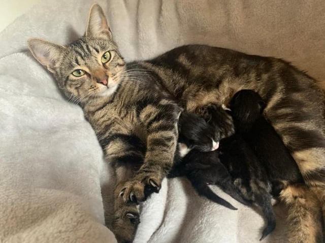 Levi's newborn kittens