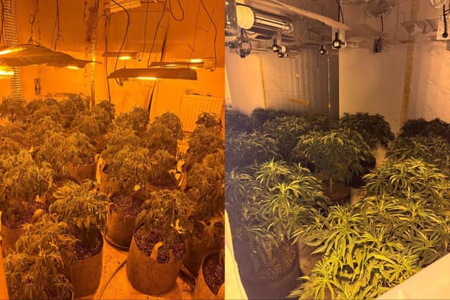 Cannabis seized in Peterborough.