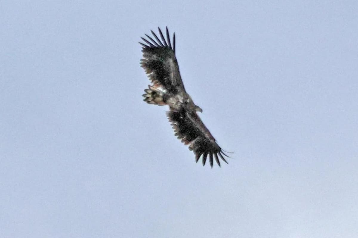 Rare ‘once in a lifetime’ eagle sighting over Peterborough