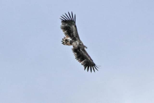 The juvenile white-tailed eagle was spotted soaring over Nene Park on Bank Holiday Monday.