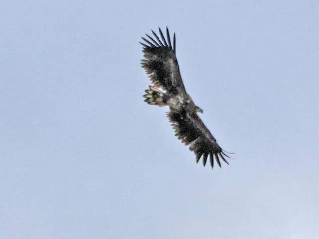 The juvenile white-tailed eagle was spotted soaring over Nene Park on Bank Holiday Monday.