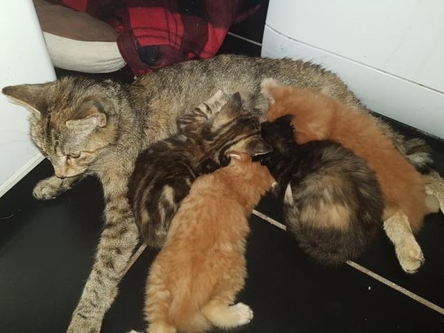 Feeding time for Tila's kittens