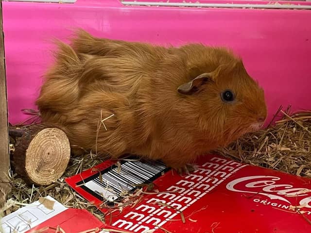 One of the guinea pigs found abandoned in Orton Goldhay.
