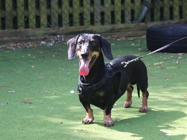 Droopy is a small, seven-year-old male dachshund
