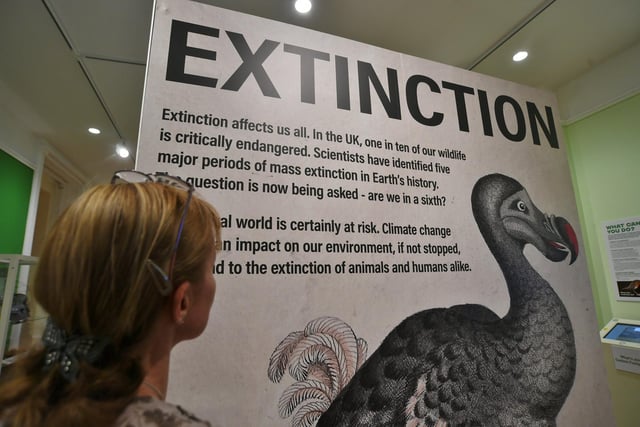 Extinction exhibition at Peterborough Museum.   