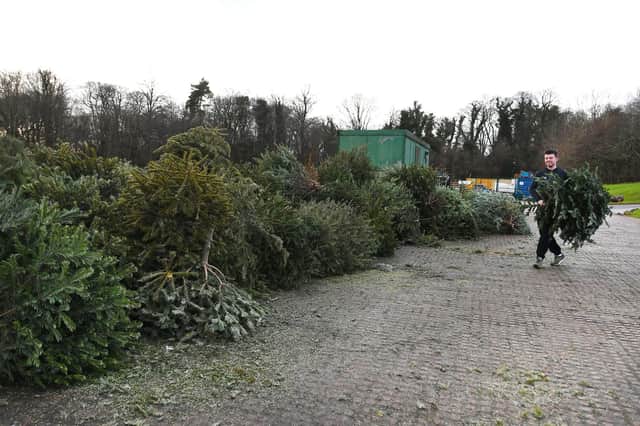 Make an effort and have your Christmas tree recycled