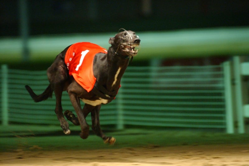 Action from the Peterborough Puppy Derby in 2004. The winner- No.1 Fire Height Dan.