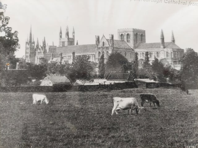1917 - a view of Peterborough Cathedral from the south east - with cattle grazing in the foreground.