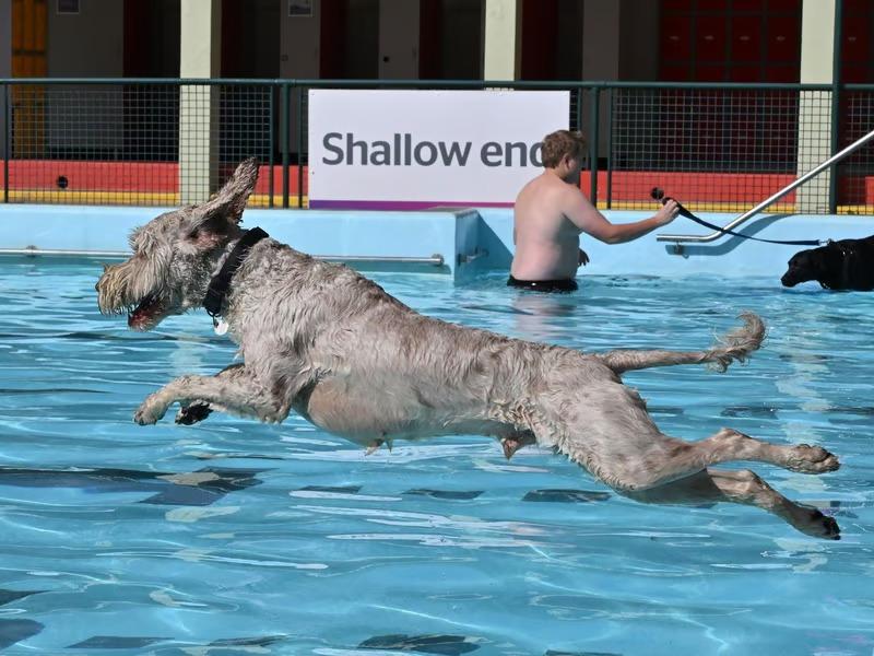 Having been a regular fixture over recent years, the annual dog swims bring the Lido’s summer season to a close, putting a full stop to months of hard work from staff and volunteers