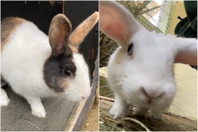 Benny and Jellybean are one -year-and-seven-months and 11 months old respectively. They are male crossbreeds and were admitted July 2021.