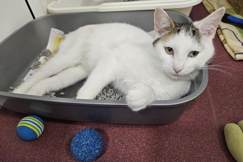 Milly is a six-year-old female who can live with other pets. Milly could live with a family with children of any age. She is very sweet and affectionate and can take herself away once she has had enough.