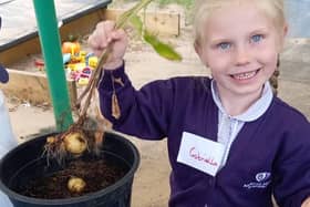 Child at Newark Hill Academy harvests the potatoes she has grown with Kids Country