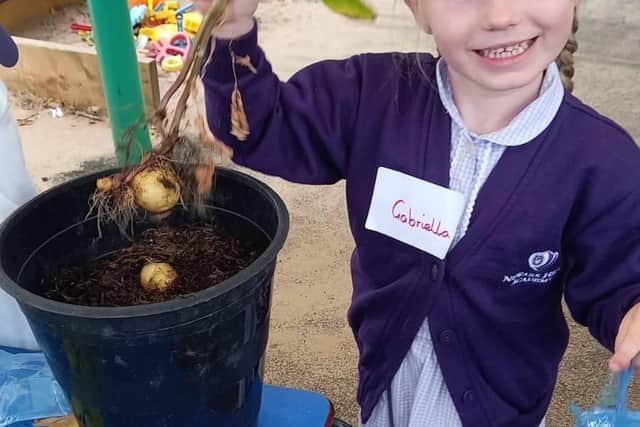 Child at Newark Hill Academy harvests the potatoes she has grown with Kids Country