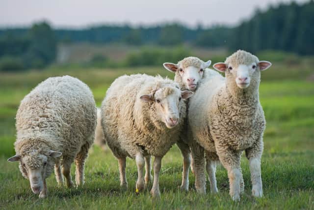 The virus affects animals including sheep - but is not harmful to humans