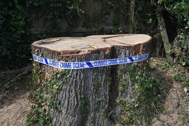The Ringwood tree stump - after the tree was felled by the city council