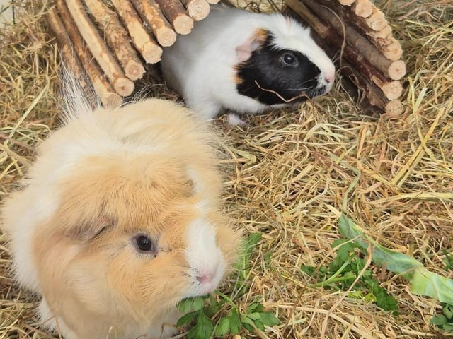 Fred and Scruff are both male smooth coat guinea pigs who are each just over two years old years. As bonded pets they will need to be re-homed as a pair.