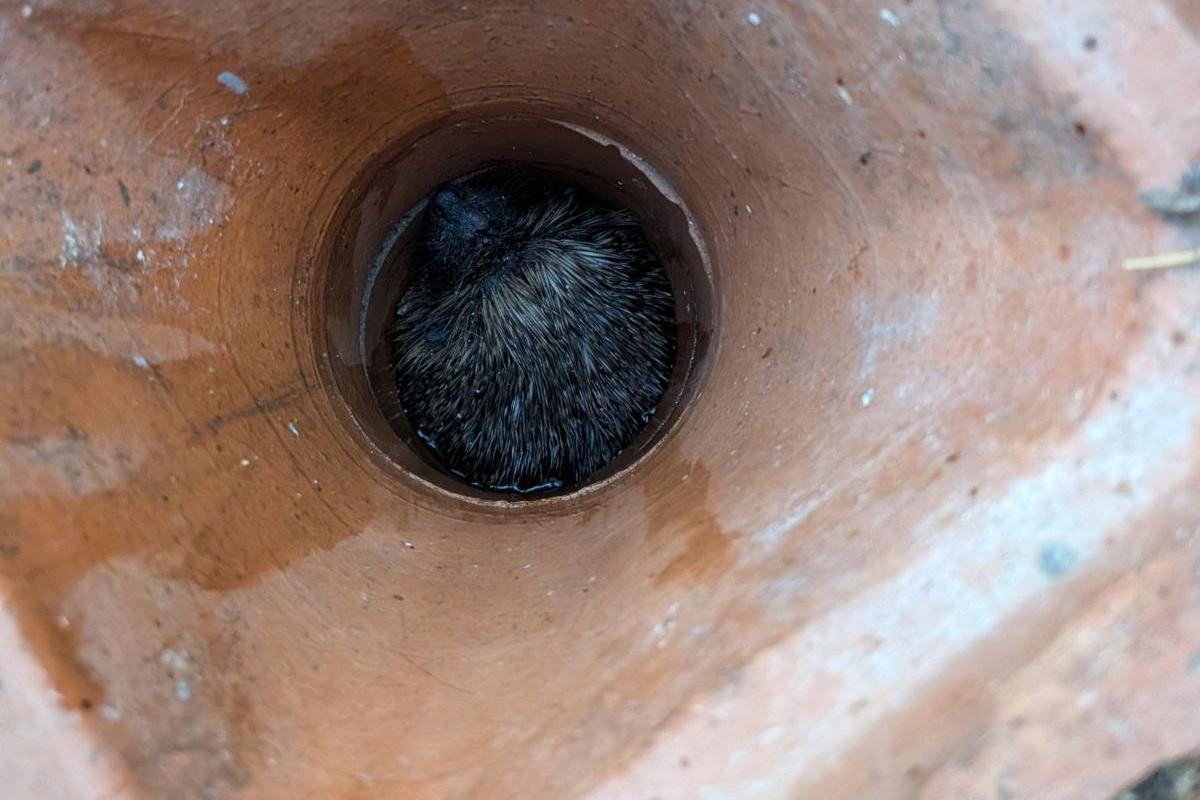RSPCA rescuers use coat hanger to free hedgehog trapped inside drain pipe ...